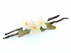 Gourmet-Vanilleschote Von Tahiti, 1 Stück